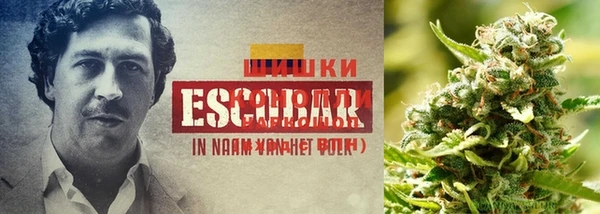 крисы Аркадак
